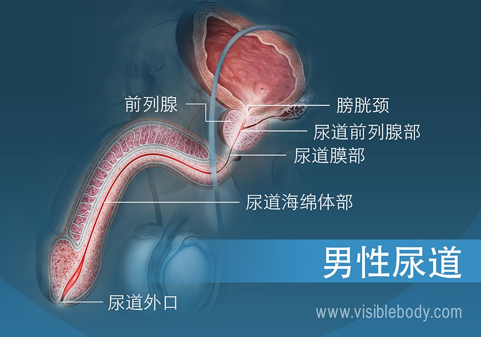 男性尿道的横截面及其三个部分